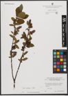 Foto von Salix silesiaca Willd.
